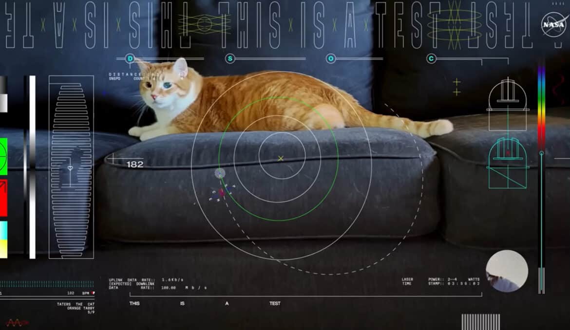 Une vidéo de chat pour tester le haut débit de l’espace